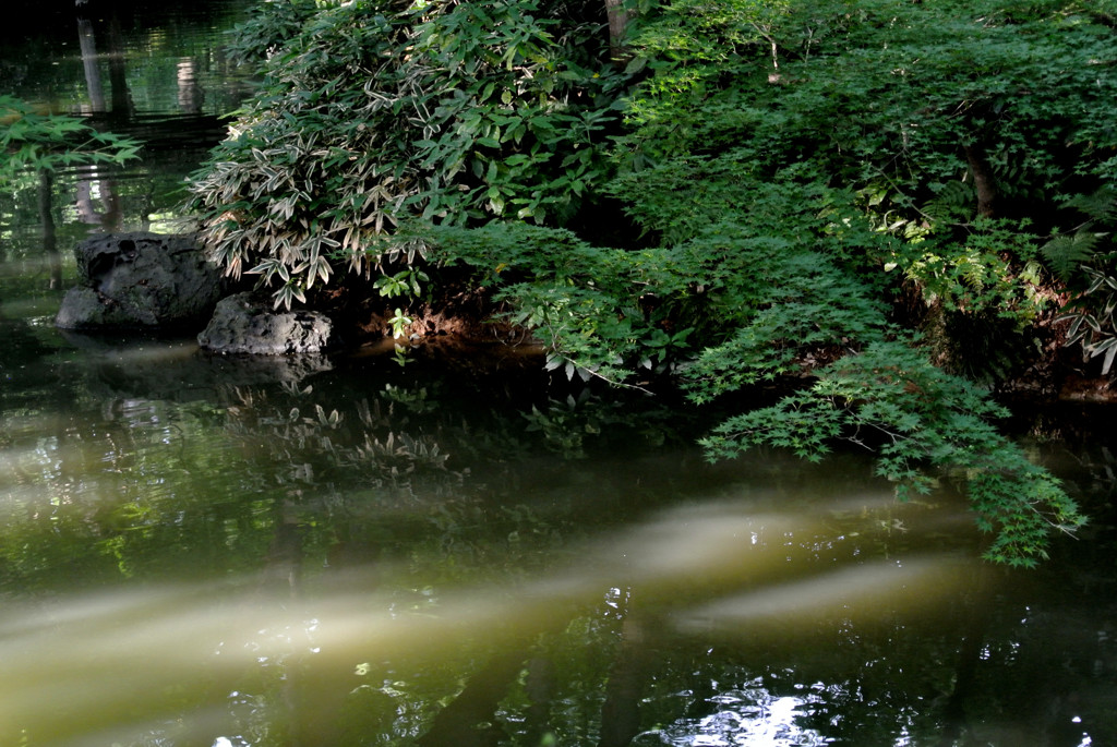 六義園・大泉水２…