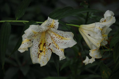 初夏の彩り…３