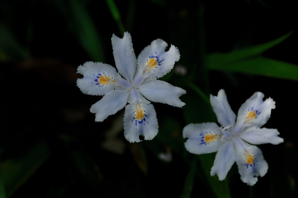 名刹の胡蝶花…