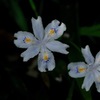 名刹の胡蝶花…