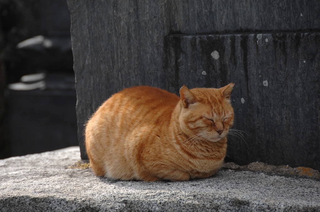 古刹の眠り猫…２