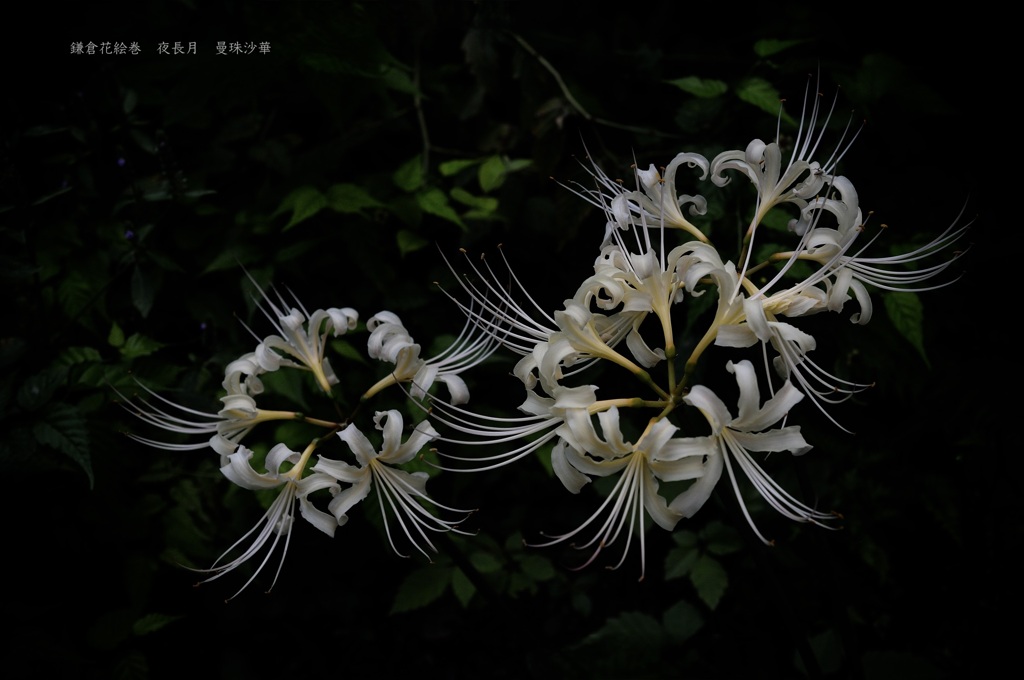 鎌倉花絵巻…夜長月２