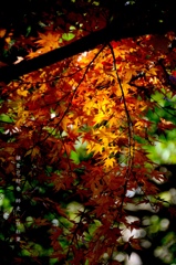 鎌倉花絵巻…師走２