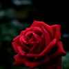 秋の華色…13