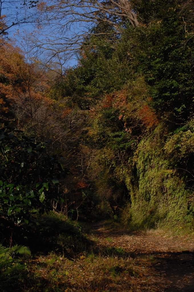 晩秋の鎌倉古道…２