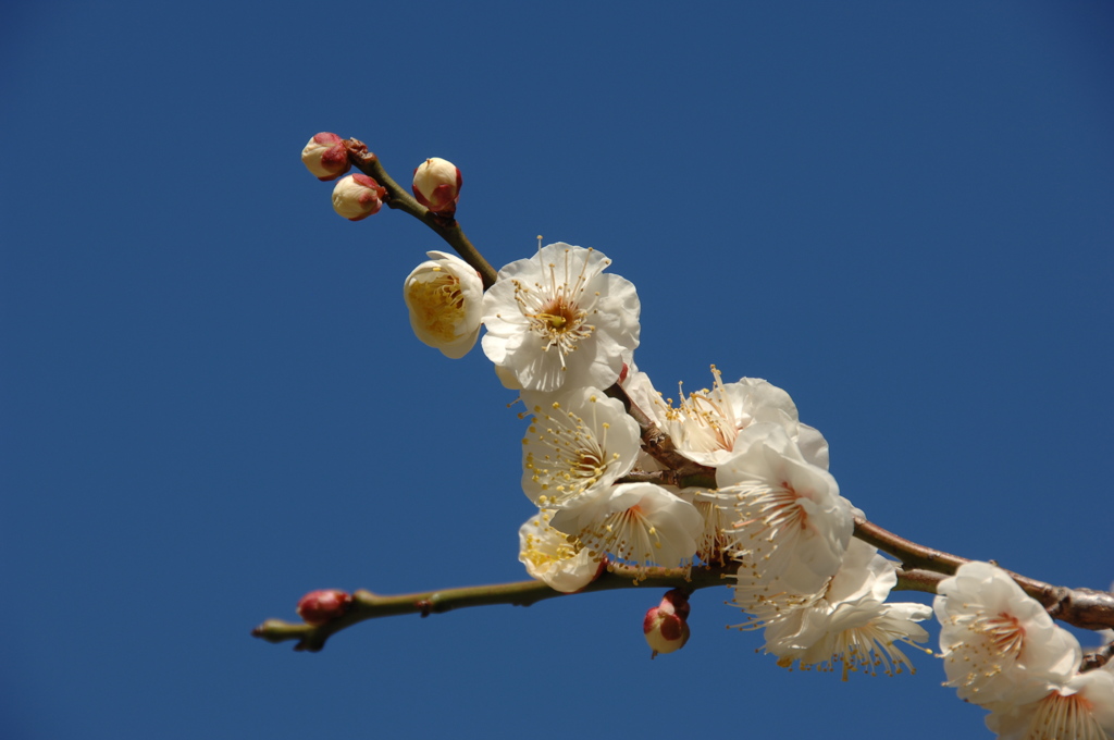 禅寺の象牙色…１