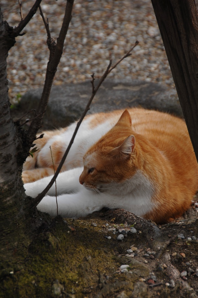 古刹の眠り猫…１