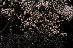 法難の桜…３