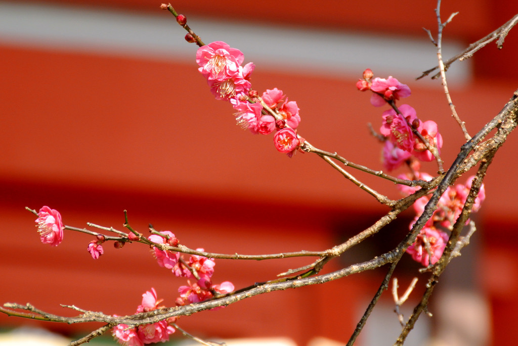 朱に染まる紅梅色…