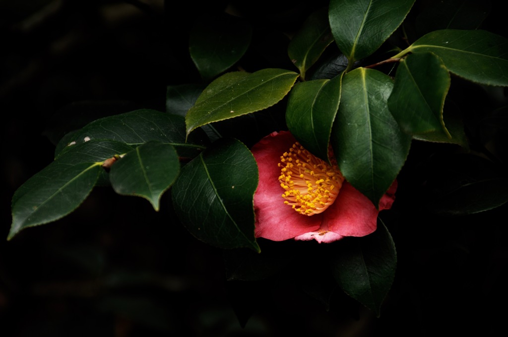 如月の淑花…１