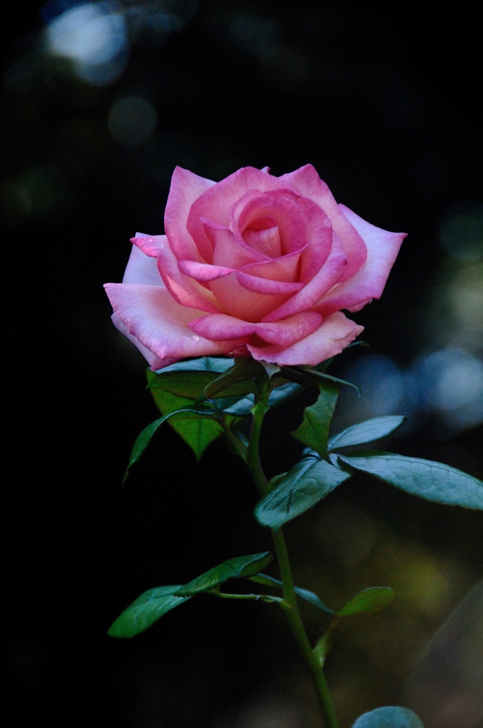 秋中の麗赤花…２