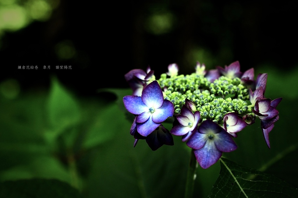 鎌倉花絵巻…皐月９