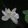 清廉の薄桜色…２