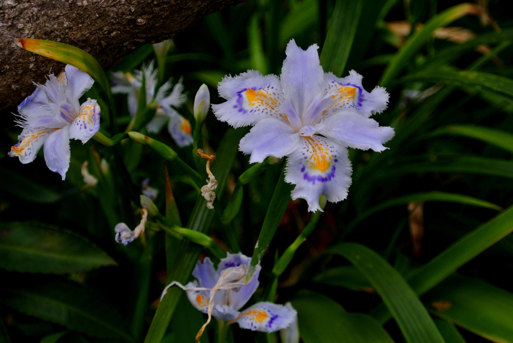 鎌倉・長谷寺５