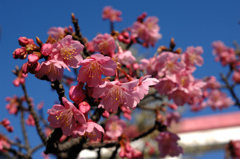 新春の桃弁花…１
