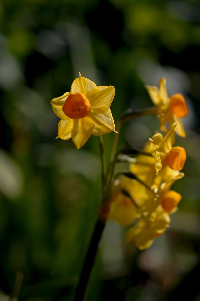 花園の黄支子色…