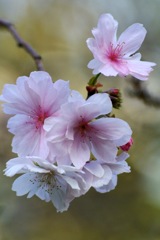 東京の十月桜１…