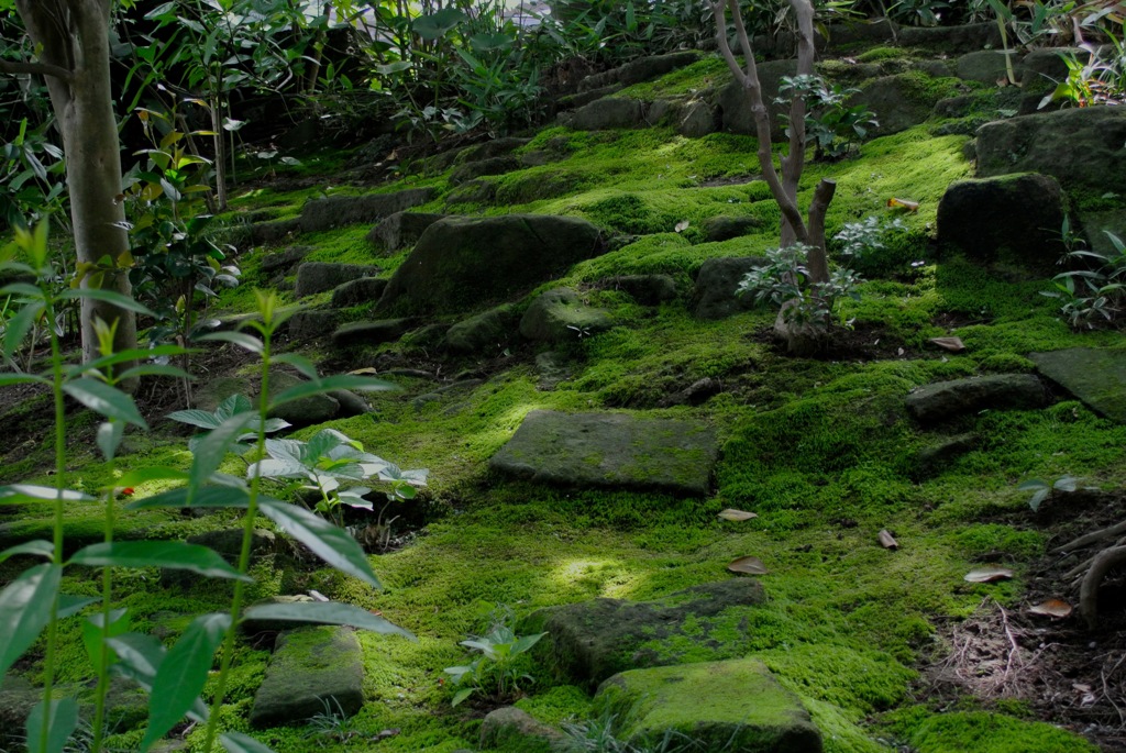 昔年の苔模様…