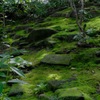 昔年の苔模様…