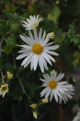 冬到来の雪色花…