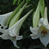 盛夏に咲く…１
