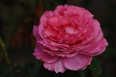 秋空の薔薇８…