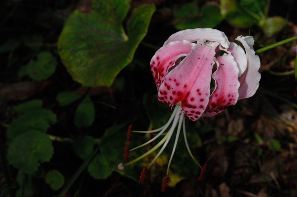 夏日の旬花…１