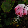夏日の旬花…１