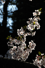 古都の薄桜色…８