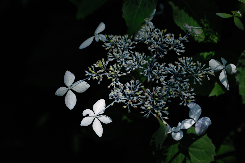源氏山の梅雨花…２