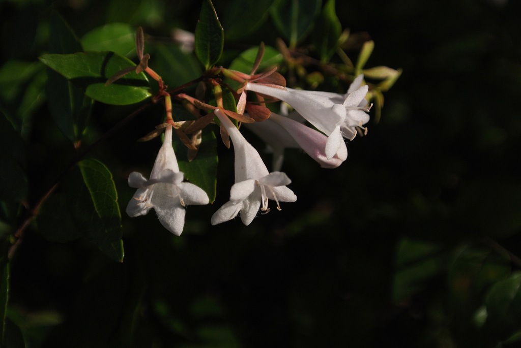 旧安田庭園の白花…