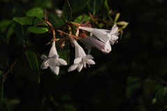 旧安田庭園の白花…