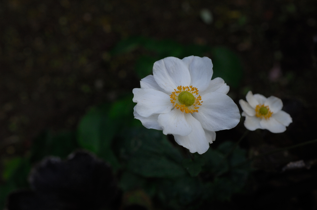 晩秋に咲く…１