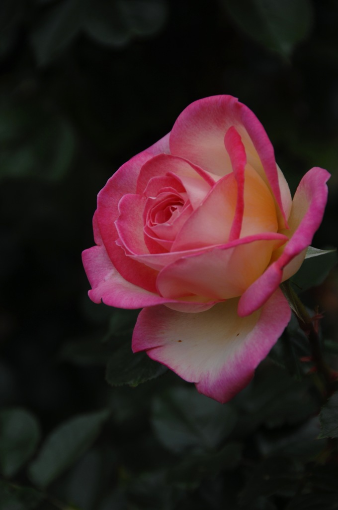 春光に映える薔薇…５