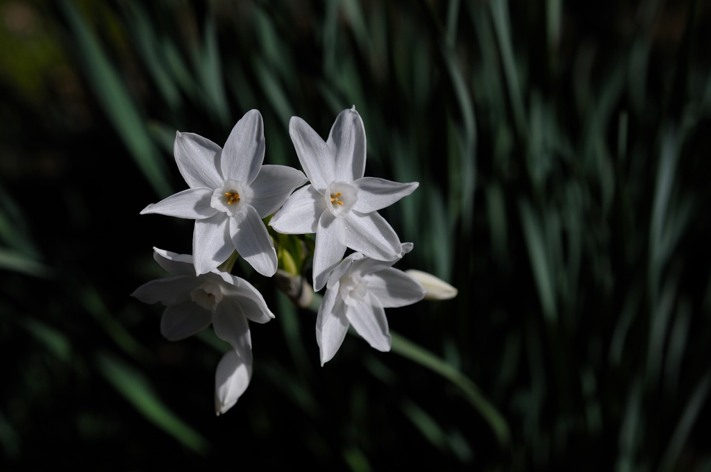 五山の白小花…