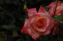 春光に映える薔薇…９