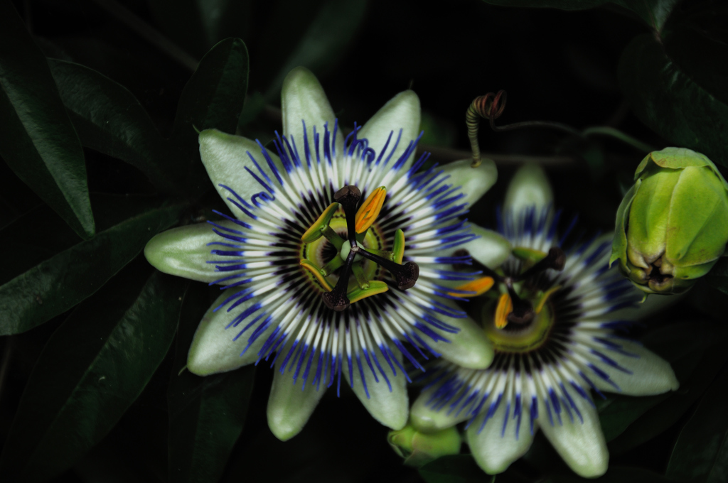 古刹の蔓花…１