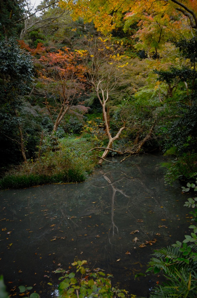 秋色の妙本寺…３