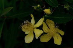 参道の黄小花…