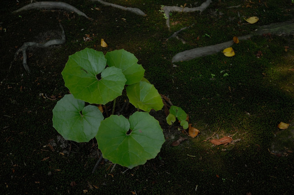古寺の緑葉…