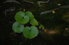 古寺の緑葉…