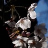 古刹の胴吹き桜…