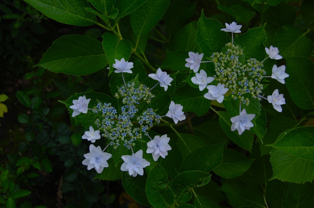 愛称・隅田の花火…