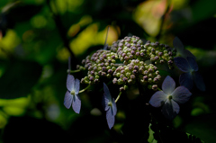 古都紫陽花の芽生え…４