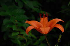 初夏の旬花…１