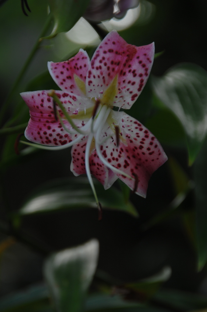 盛夏に咲く…２