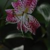 盛夏に咲く…２
