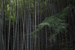 竹寺 報国寺・竹庭３…