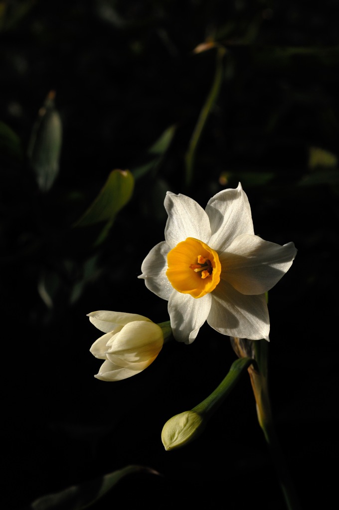 瑞泉寺の白小花…１