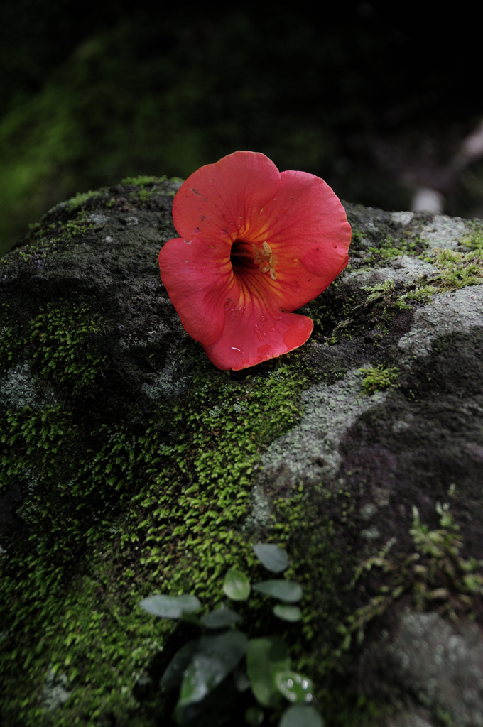 緋花の褥…３